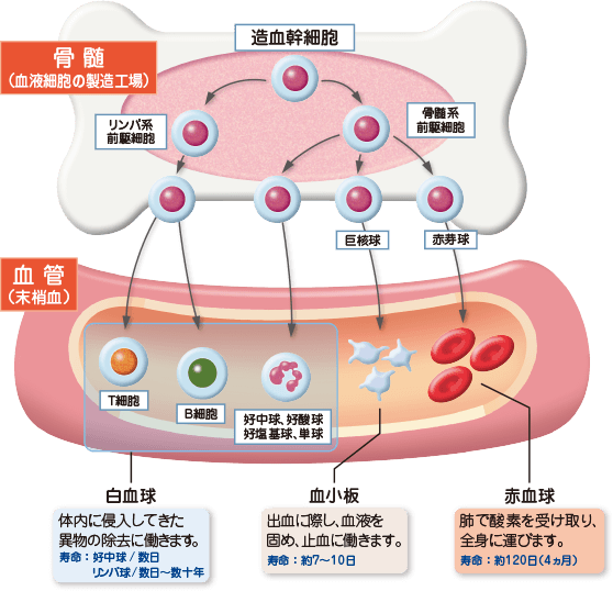 どんな病気 再生不良性貧血 Com がんと希少な病気の情報サイト ノバルティス ファーマ株式会社